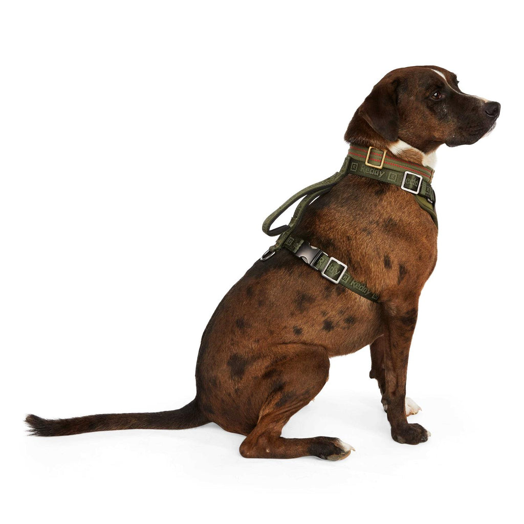 Dog Harness X19714