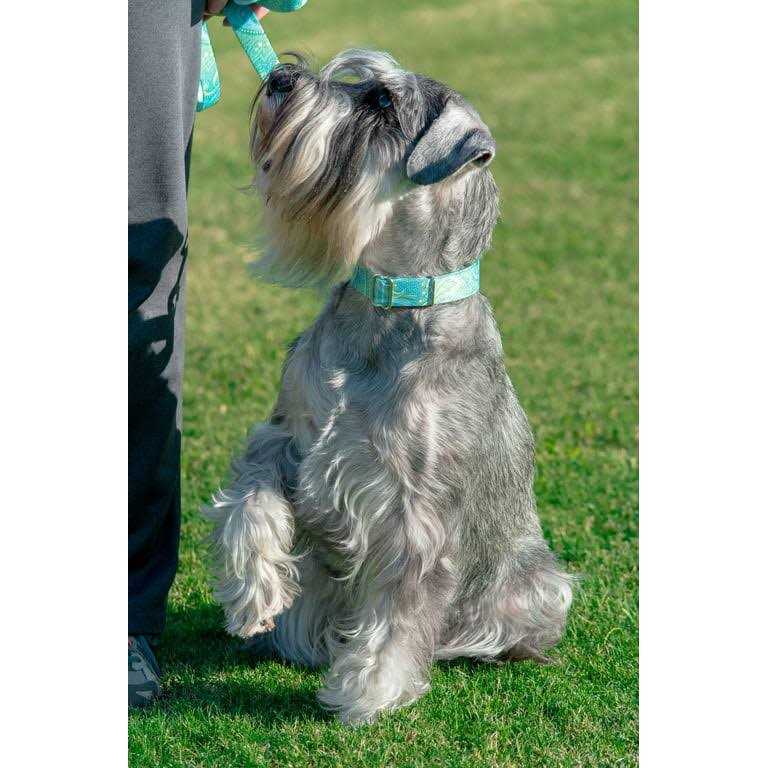 Martingale Dog Collar A61415