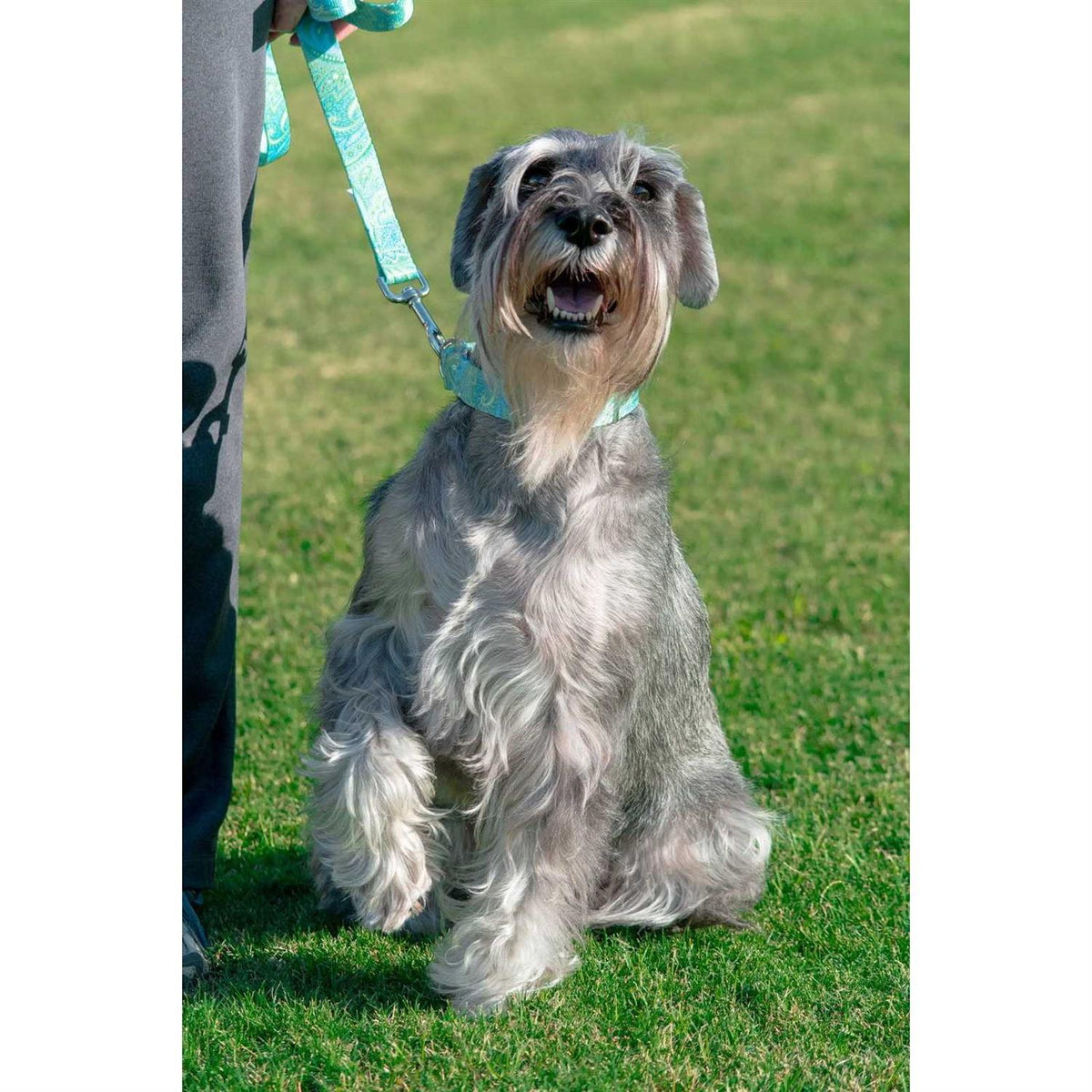 Martingale Dog Collar A61415
